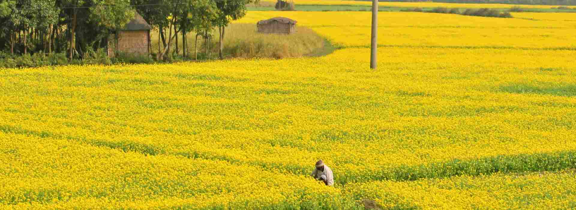 Pulses are one of our main products